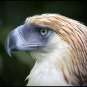 luisapi