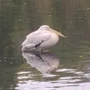 ila_98_