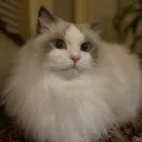 .gouzi