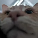 futtomy