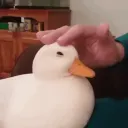 pinguin3