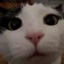 borababie