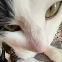 borababie