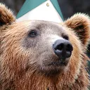 .actualbear