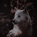 yourwolfsoul