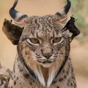 lynxfx