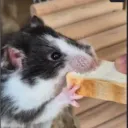14257938