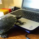 chaosturtle