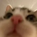 viraldl