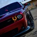 carnivore_v8