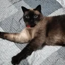 germani