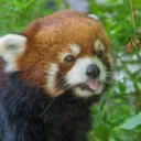 thatsillyredpanda