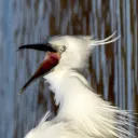 beulette