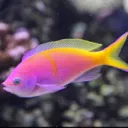 fishyboi72