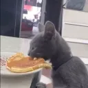 krumkatcher