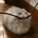 Discord avatar