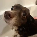 vizbiz