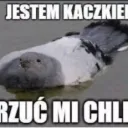 dasmind_pl