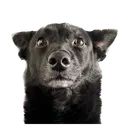 bakibarkinson