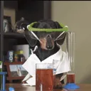 carl7529