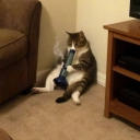 hunt3rw0w#8932's avatar