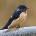 therealminuspolamelatonin