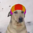 k9k9