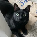 meowcedez