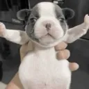 travieso