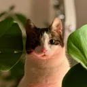 onctaaf