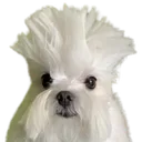 puddleslimes