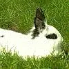gamingrabbit9860