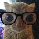 avatar ꜱʜɪɴɴᴇ