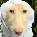 iraroka