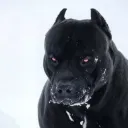 tgiant