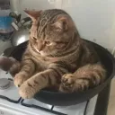 crispymental