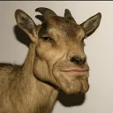 kamilgoat