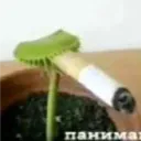 jummfork