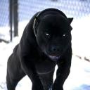 blackstafff