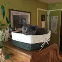 motherofkatzen