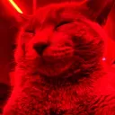 petrify.
