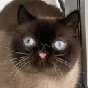 mogtron