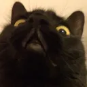 defimagic