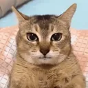 mislav_