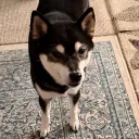 shibainu1022
