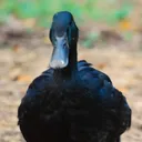 imnotyourduck_