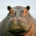 mrpoferx