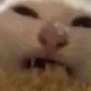 cenbonlon