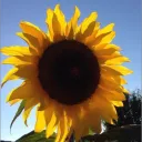 sunflower2740