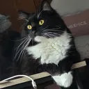 maedajr